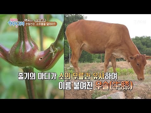 관절을 지키려면 우슬 뿌리를 먹어라! [행복한 저녁] 26회 20170523