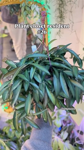 SMplants | Rare Plants + Hoyas on Instagram: "Plant closet resident 26: Hoya Wayetti Don’t let the skinny leaves fool you—this one is tougher than it looks. Native to the Philippines 🇵🇭, Hoya wayetii loves bright, indirect light and rewards you with deep burgundy edges when it’s happy. Let it dry out between waterings and keep it a little snug in its pot—stress equals color with this one. Bonus points if you grow it hanging so those leaves can cascade like plant spaghetti 🍝 #indoorjungle #hou