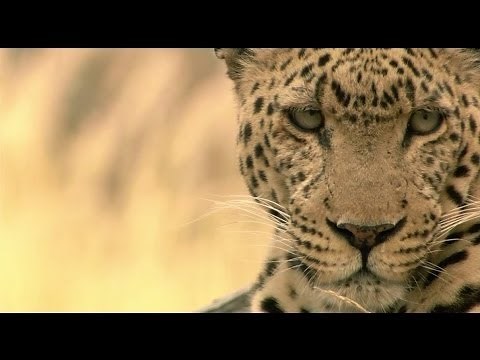 L'île aux léopards - Documentaire animalier 2015