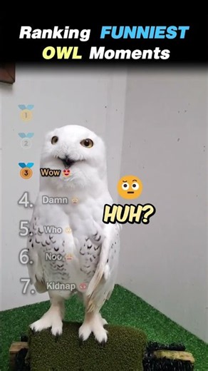 Ranking FUNNIEST OWL Core Moments!! 🦉😂