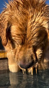 20K views · 1.4K reactions | Drip drip 﫧 #goldenretriever #blue #tub #golden #goldenretrievers | Loyal Golden Retriever | Facebook