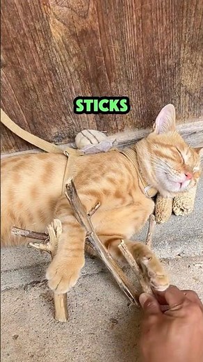 Stacking Challenge on a Sleepy Cat😂