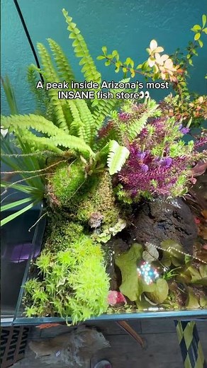 Arizona most INSANE fish store🤯 #fishkeeping #fishstore #plantedtank #plantedaquarium #fishtank