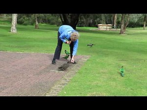 Cute duck with explosive diarrhea