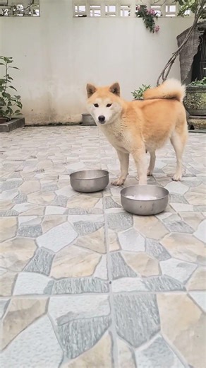 Brown dog fight over food Cravings#dog #dogfight #mypetdog