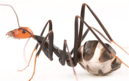 (双语字幕)【赤头细臭蚁】Ant Room Tour | Spider Ants