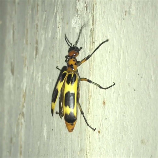Black necked Checkered Blister Beetle (Pyrota deceptiva)