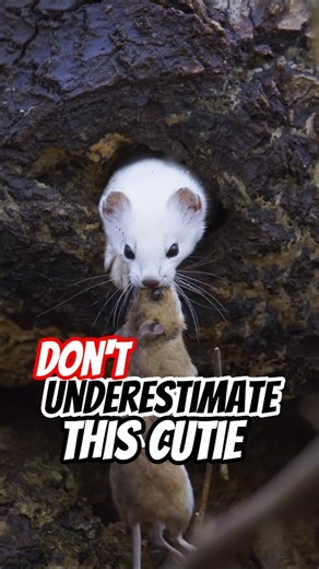 stoats are cute + dangerous 🌍 #animalfacts #animals #stoat #wildlife #shorts #hunt
