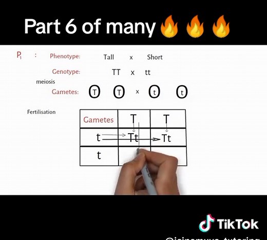 IsiZulu Genetics Tutoring for Grade 12 Exams