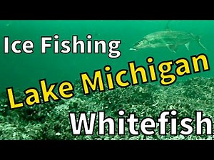 Lake Michigan Ice Fishing Whitefish || Door County / Green Bay Wisconsin [Underwater Camera]
