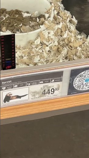 Ferrets cost how much now ?!