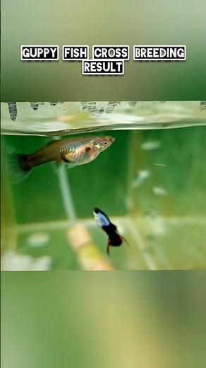 The Art of Guppy Crossbreeding: Black Flame Meets HB Blue #guppy #fishkeeping #aquarium #guppies