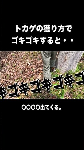【トカゲ獲り】トカゲの獲り方でゴキゴキすると・・ #shorts #shortvideo #トカゲ #ニホントカゲ #ゴキブリ