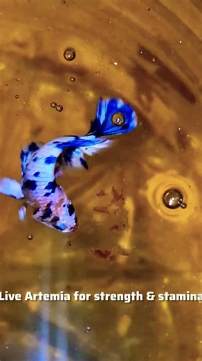 Why Breeders Use Live Artemia | Guppy & Betta Feeding Reaction #shorts