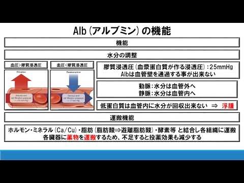 理学療法士が解説するアルブミンの機能と検査データの解釈