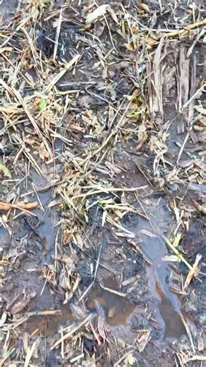 Rain in the soybean field - GG Goiás