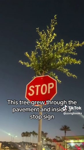 Unbelievable Tree Growing Through a Stop Sign!
