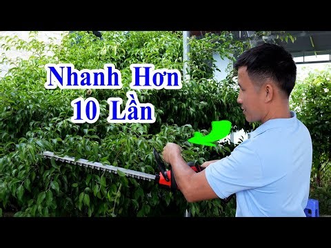 How to prune bonsai branches 10 times faster than usual, the fastest way to prune bonsai branches