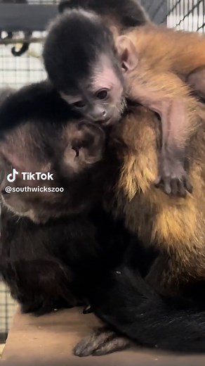 Baby alert! Our Primate Department is excited to announce the birth of two black-capped capuchin babies, born just weeks apart from each other last month! #capuchin #monkey #animals