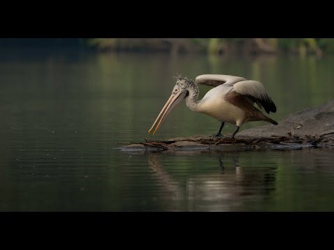 1 Hour of Bird Whistle Sounds