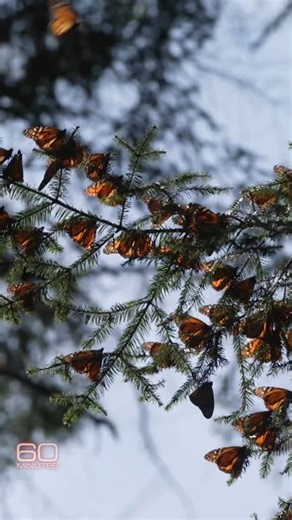 Scientists say worsening storms and rising temperatures kill off many monarchs before they finish their 3,000-mile journey to Mexico, but this past year, the number that survived nearly doubled. | 60 Minutes