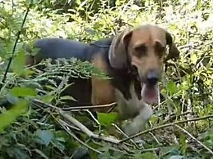 Une meute de Beagle-Harrier à la chasse au renard (vidéo)