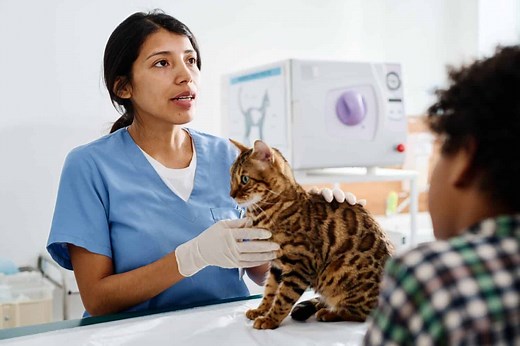 Amoxicillin Dosage Chart for Cats: Risks, Side Effects, Dosage, and More