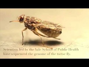 Genetic code of the deadly tsetse fly unraveled