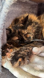 And the winner of the World's Loudest Purr goes to..............GRACE!!! Turn up your volume to fully enjoy her meow music! #seniorcats #purrmachine #tortiesofinstagram | Hearts That Purr Feline Guardians