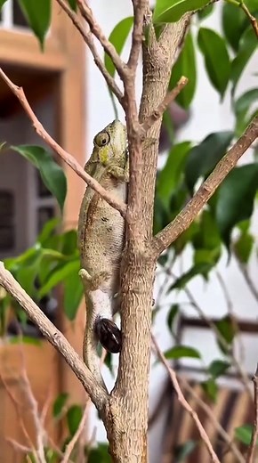 Incredible Insights on Baby Chameleons and Their Color Change