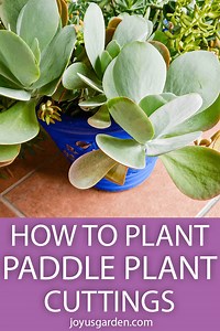 How to Plant Paddle Plant Cuttings (Flapjacks Kalanchoe) | Joy Us Garden