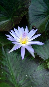 5.3K views · 81 reactions | Check out our visit to a permaculture farm in Trinidad and Tobago! We learned about various permaculture techniques and saw so many gorgeous flowers and ate tons of delicious fruit! | Baker Creek Seeds | Facebook