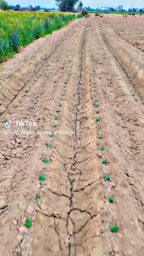 Cotton Germination Process Explained for Farmers
