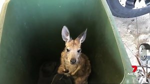 There has been a rescue off Brighton beach after a curious roo decided to go for a morning dip. Surf lifesavers sprung into action, deploying a boat to ferry the marsupial back to dry land. www.7NEWS.com.au Report in 7NEWS at 6pm. #7NEWS | 7NEWS Adelaide