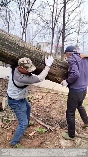 Experiences in loading logs onto trucks through collaborative teamwork.