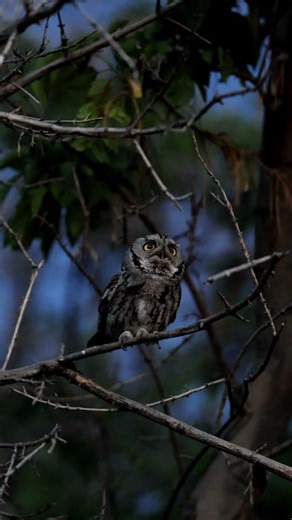 western screech owl calling in the night.❤️ #owl #nature #birds #owls #wildlife