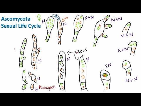 Ascomycota Sexual Life Cycle | Mycology | Biology