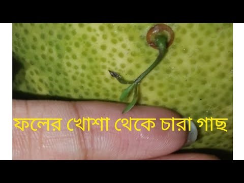 এটা কি করে হয়। ফলের ছাল থেকে গাছ🤔। #vairal #video