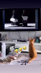 Michael Jack Cat 😂 #orangecatbehavior #catoftheday #kittens | Cat Lover