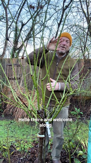 Essential Guide to Pruning Tree Roses