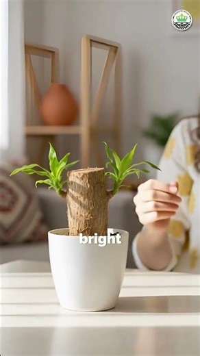 5 Stunning Indoor Trees to Elevate Your Home | Indoor decor | houseplants