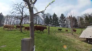 6.8K views · 86 reactions | Is organic food something you look for at the supermarket? | swissinfo | Facebook