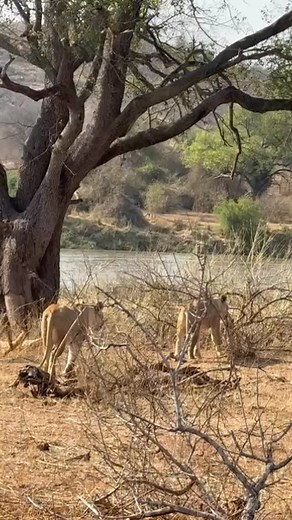 1.7K reactions · 19 shares | Two lionesses move silently through the...