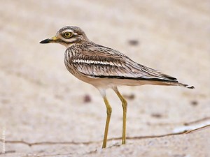 Eurasian stone curlew - Alchetron, The Free Social Encyclopedia
