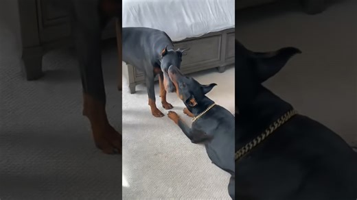 My Dobermans are basically attached at the snout