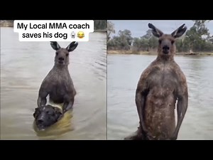 Kangaroo Attacks Dog: Courageous Owner Saves His Pet
