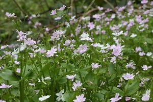 Claytonia sibirica - Alchetron, The Free Social Encyclopedia