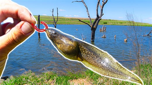 Fishing with giant live tadpoles produces massive bites