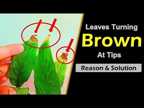 why plant leaves turn brown and dry on the ends