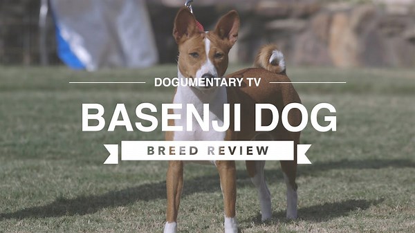 Basenji breed review